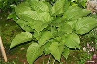 fe849248-IMG_7196 hosta.jpg